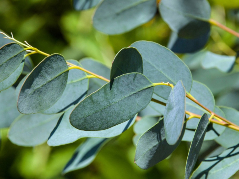 Eucalyptus (Eucalyptus spp.) - Umunnyinya