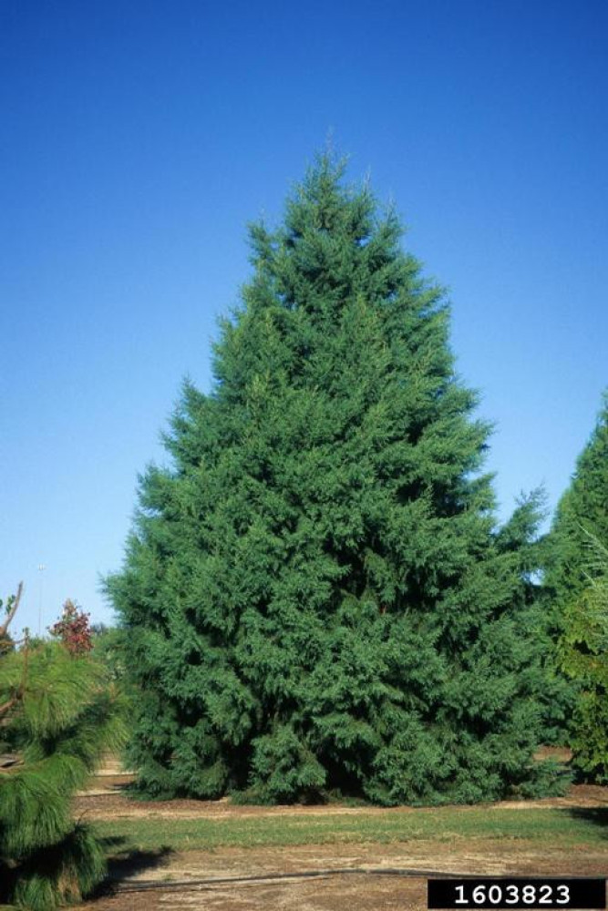 Cypress (Cupressus lusitanica) - Umuvumu