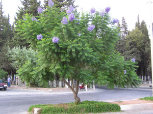 Jacaranda (Jacaranda mimosifolia) - Umujakaranda
