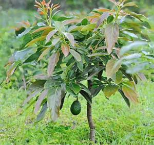Avocado (Persea americana) - Ivoka