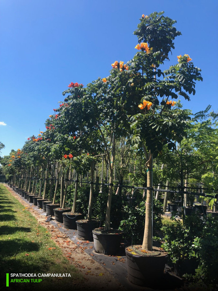 African Tulip Tree (Spathodea campanulata) - Umuko
