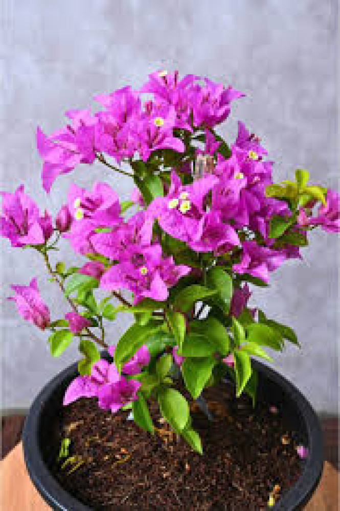 Bougainvillea (Bougainvillea spp.) - Various colors
