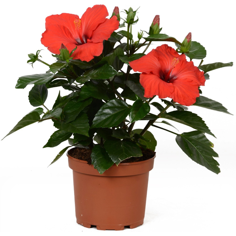 Hibiscus (Hibiscus rosa-sinensis) - Umujagara