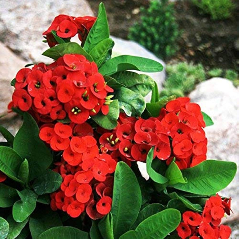 Crown of Thorns (Euphorbia milii)