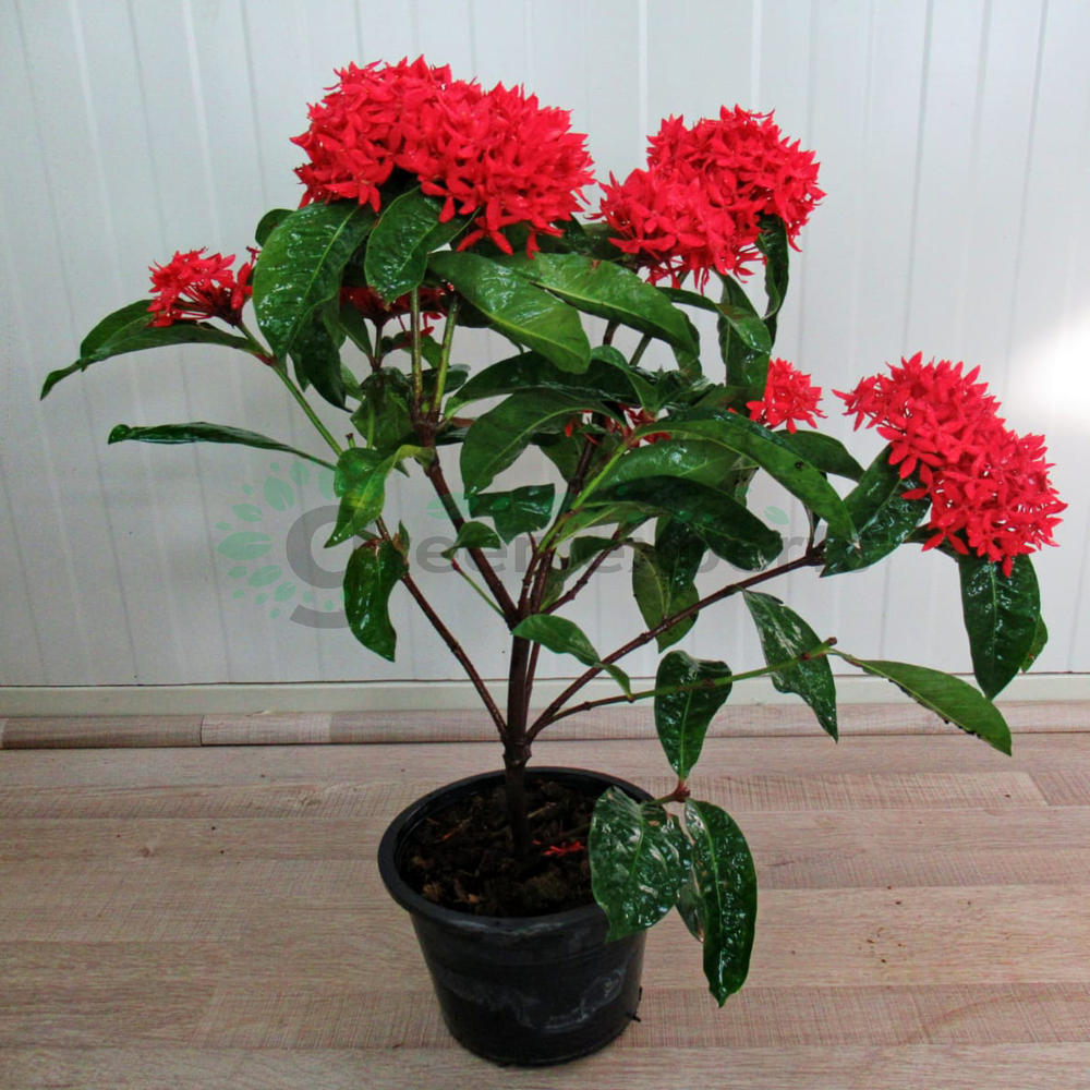Ixora (Ixora coccinea) - Flame of the Woods