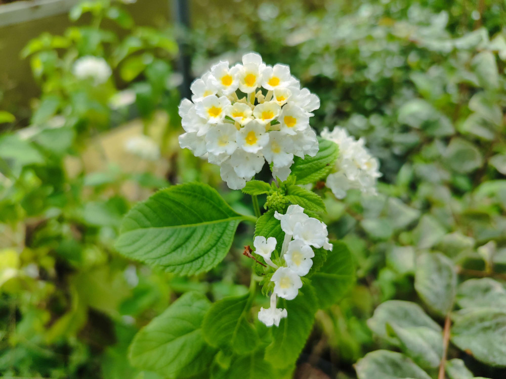 Lantana (Lantana camara)