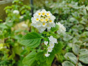 Lantana (Lantana camara)