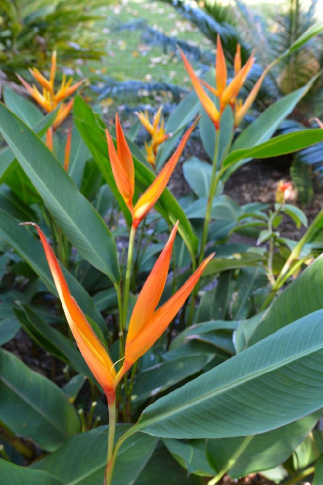 Bird of Paradise (Strelitzia reginae)