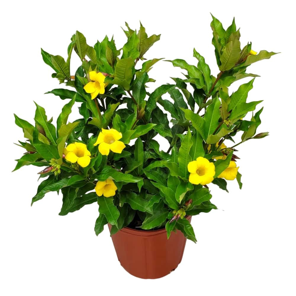 Allamanda (Allamanda cathartica) - Golden Trumpet