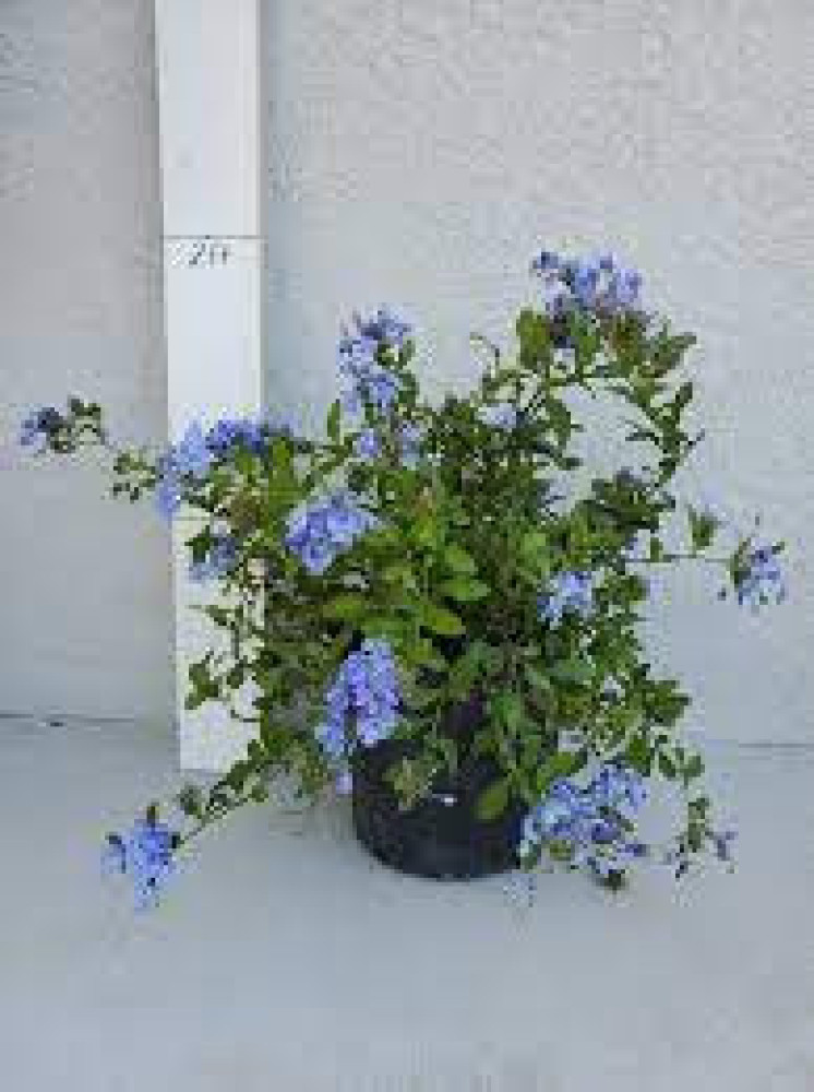 Plumbago (Plumbago auriculata) - Blue flowers