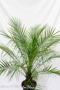 Phoenix Palm (Phoenix roebelenii) - Pygmy Date Palm