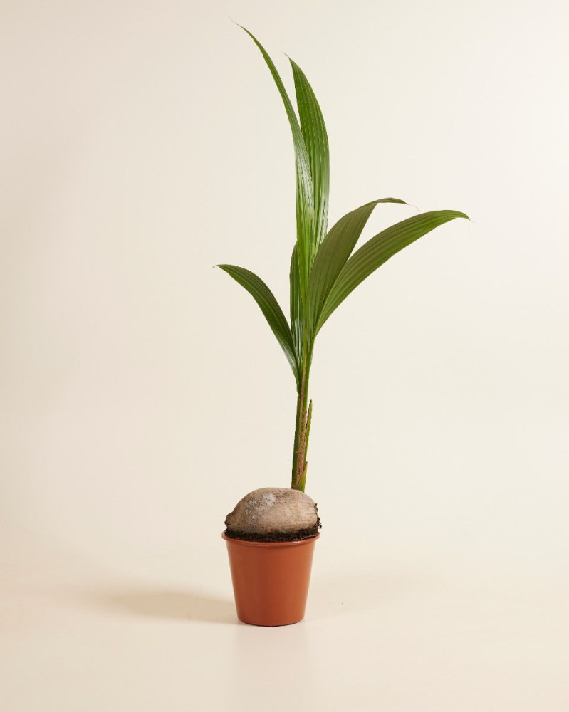 Coconut Palm (Cocos nucifera) - Inazi