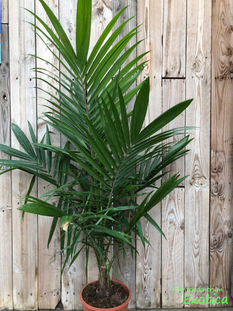 Oil Palm (Elaeis guineensis)