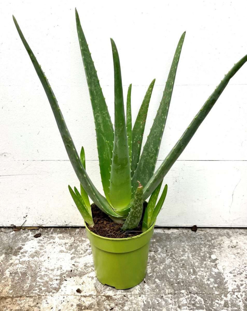 Aloe Vera (Aloe barbadensis)