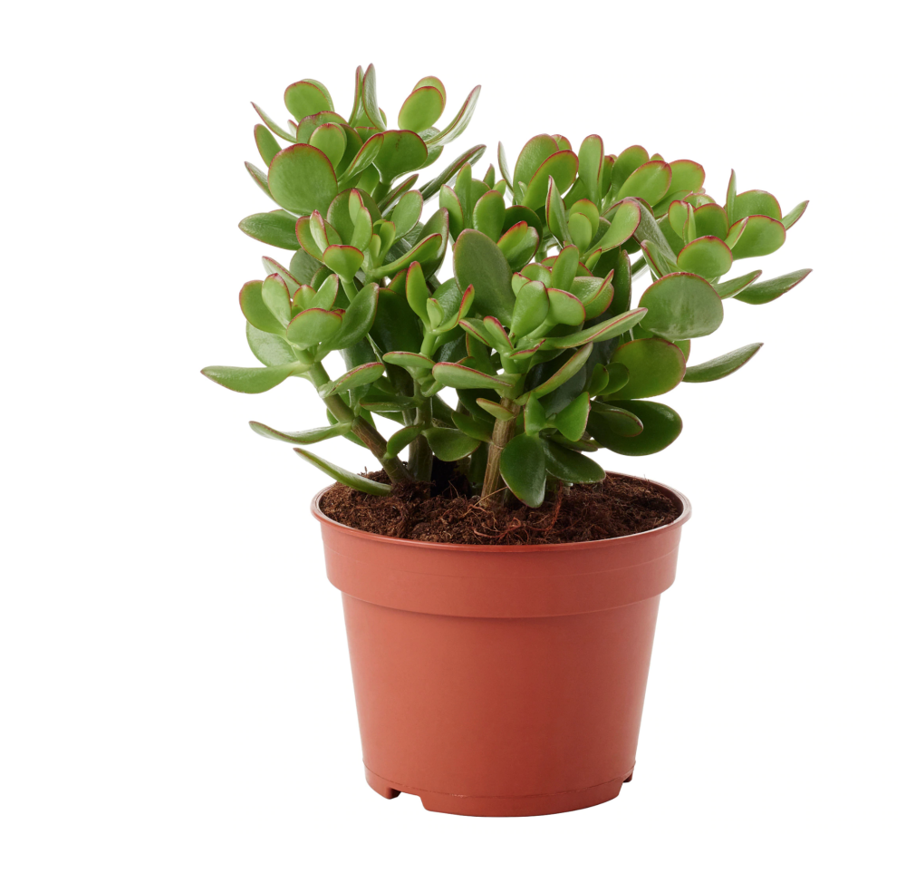 Crassula (Crassula ovata) - Jade Plant
