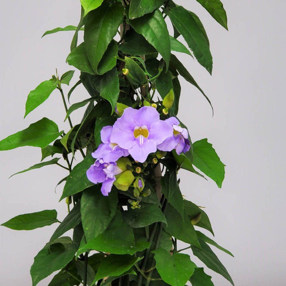 Thunbergia (Thunbergia grandiflora) - Blue Sky Vine