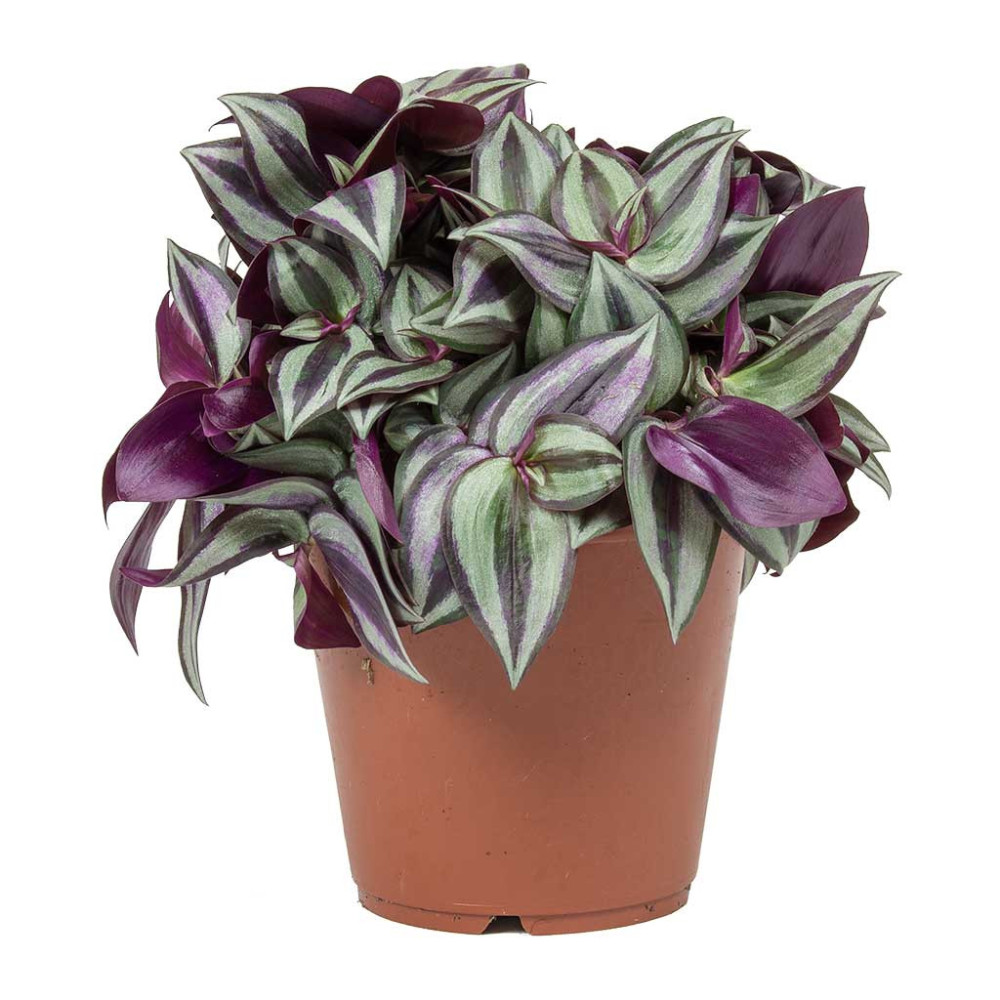 Wandering Jew (Tradescantia zebrina)