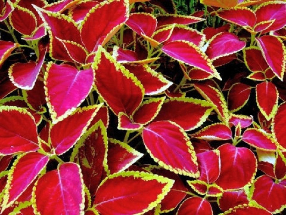 Coleus (Plectranthus scutellarioides)