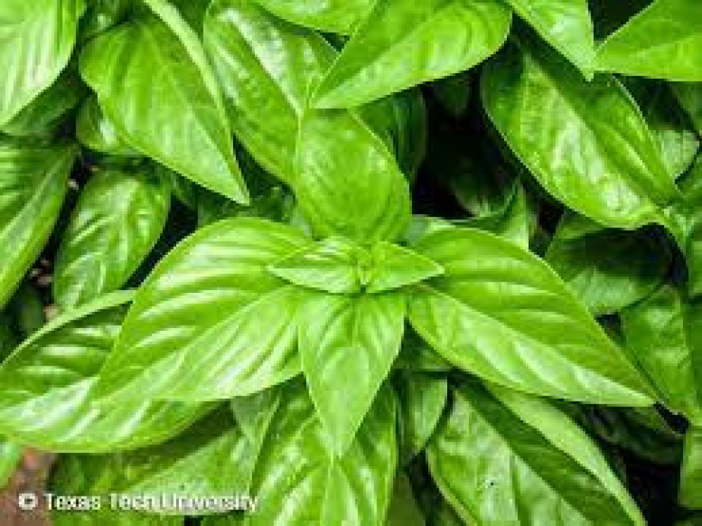 Basil (Ocimum basilicum) - Urusogo