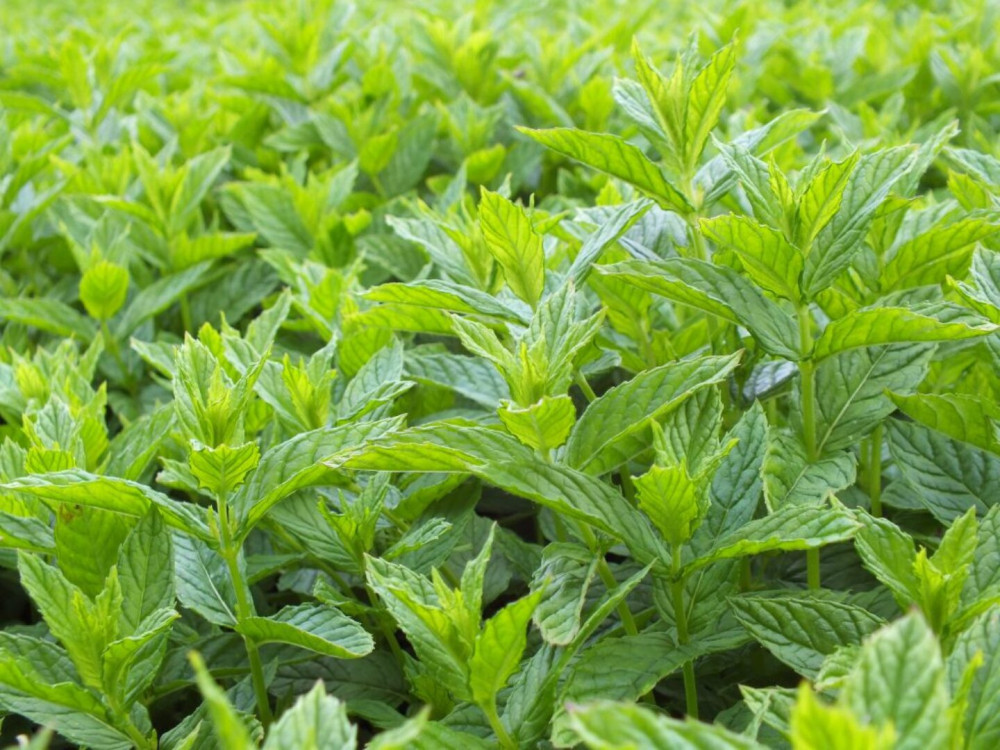 Mint (Mentha spp.)