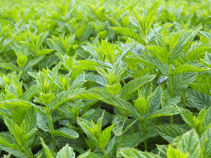 Mint (Mentha spp.)