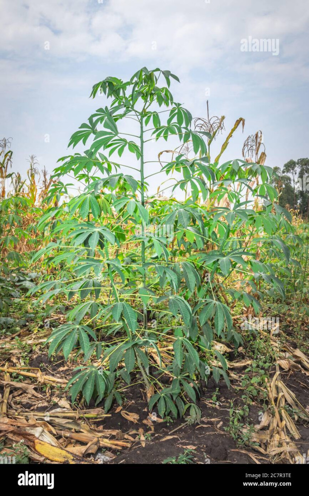 Cassava (Manihot esculenta) - Imyumbati