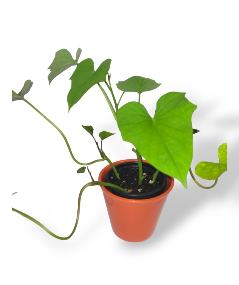 Sweet Potato (Ipomoea batatas) - Ibijumba