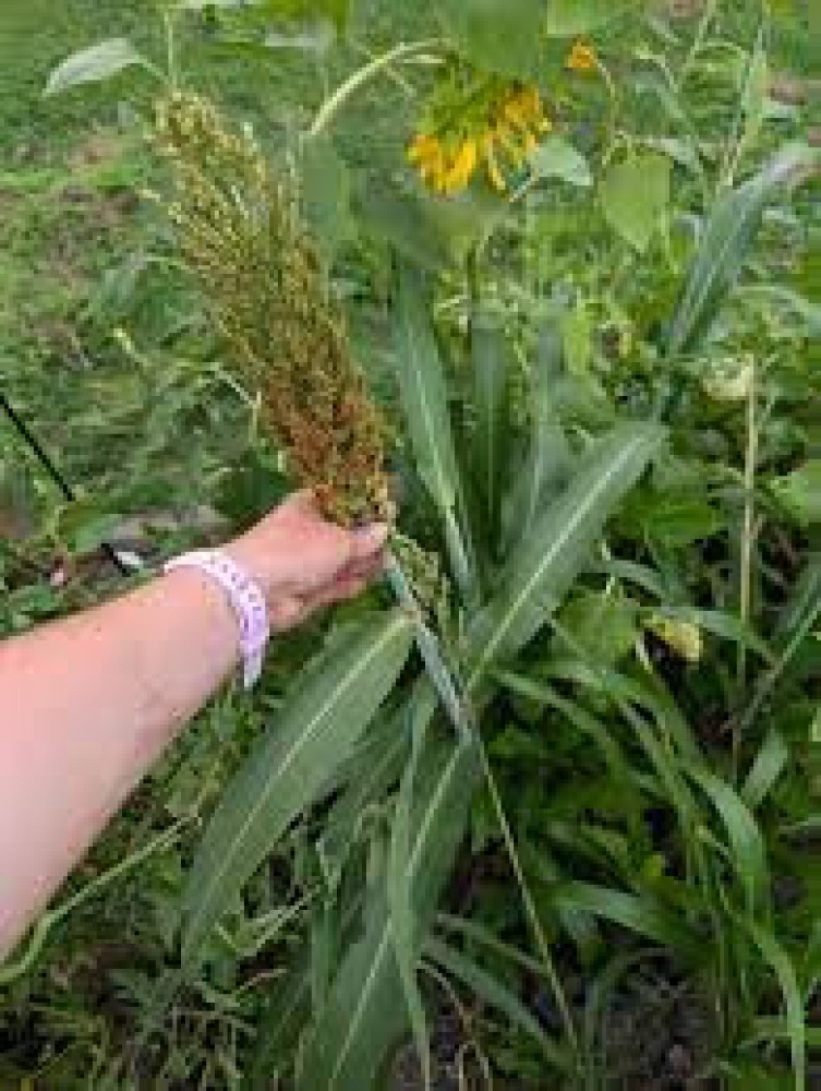 Sorghum (Sorghum bicolor) - Amasaka