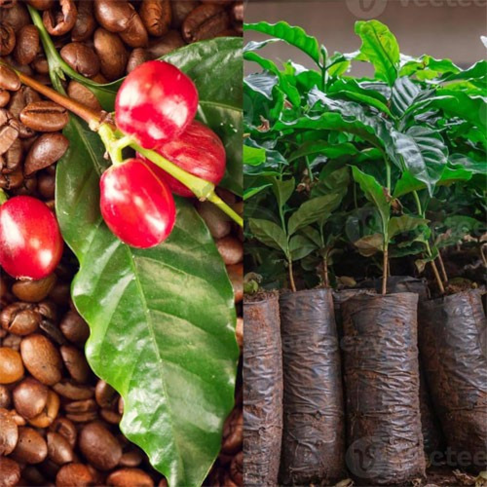 Coffee (Coffea arabica) - Ikawa