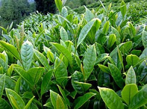 Tea (Camellia sinensis) - Icyayi