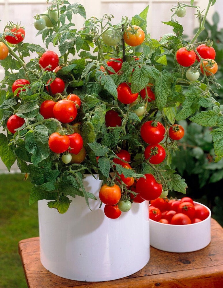Tomato (Solanum lycopersicum) - Inyanya