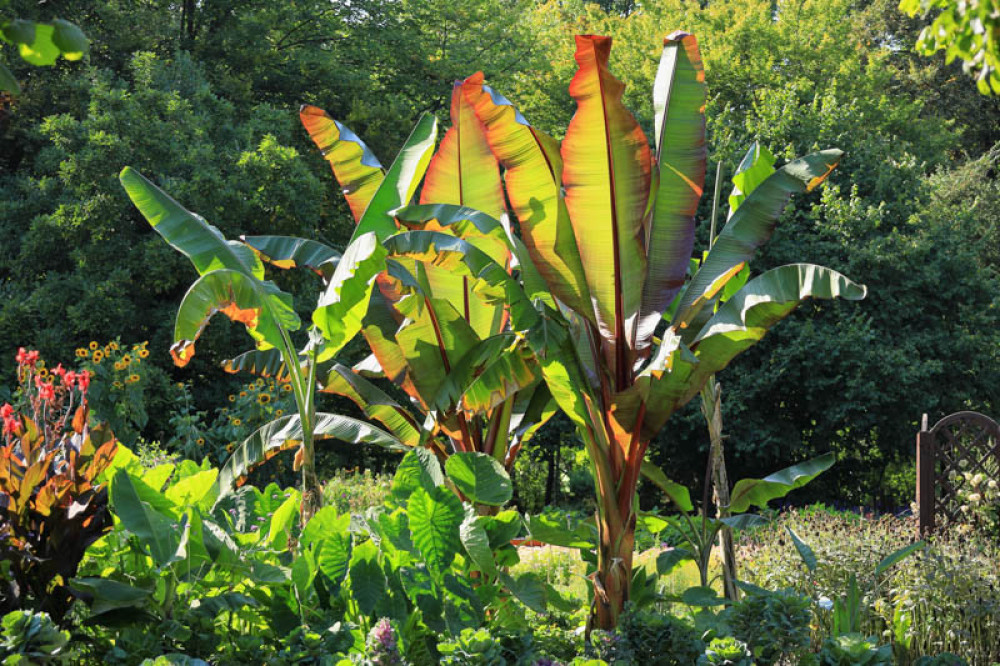 Wild Banana (Ensete ventricosum)