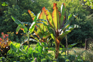 Wild Banana (Ensete ventricosum)