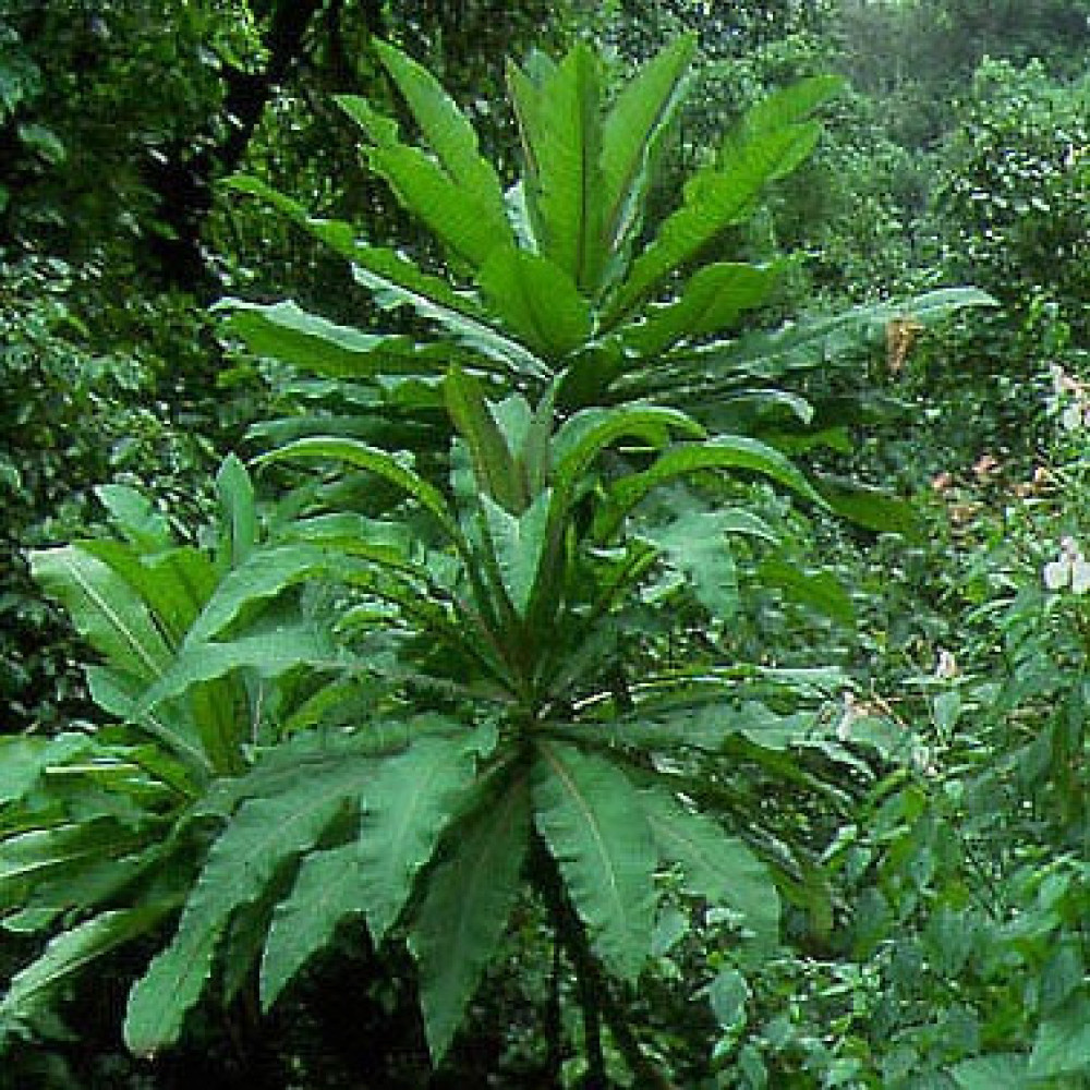 Lobelia (Lobelia giberroa) - High altitude