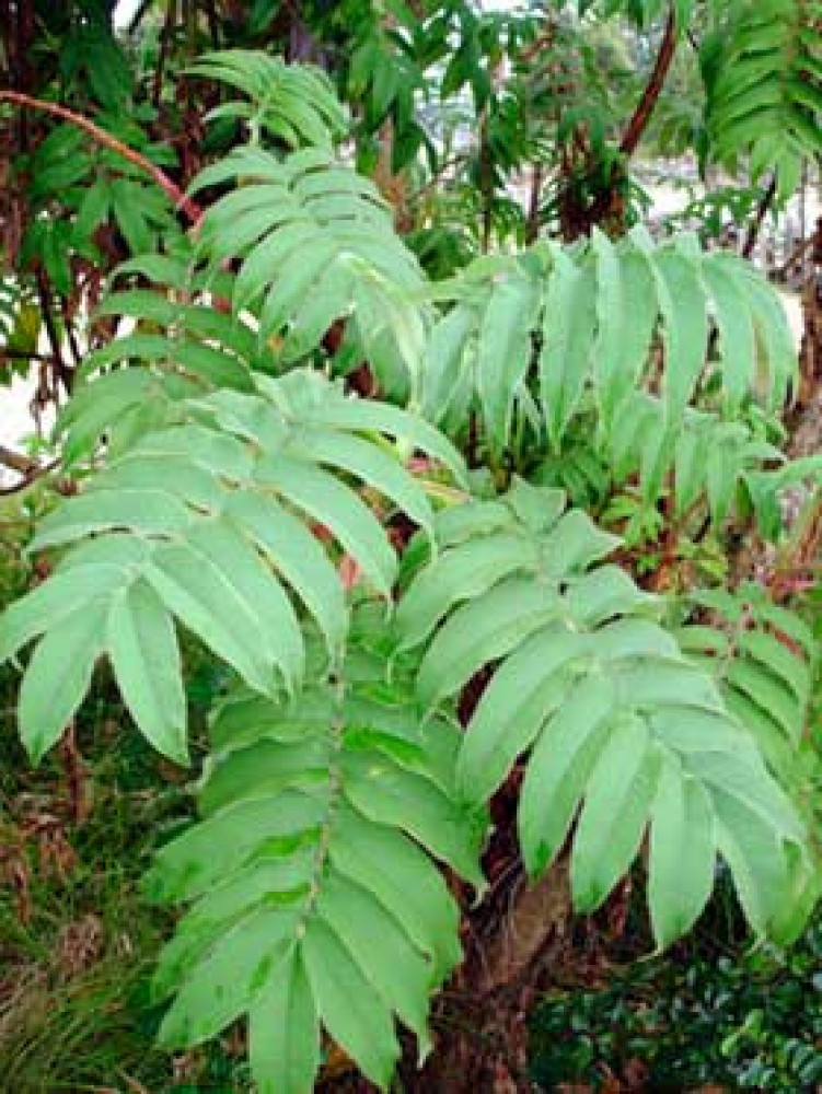 Hagenia (Hagenia abyssinica) - Umugeshi