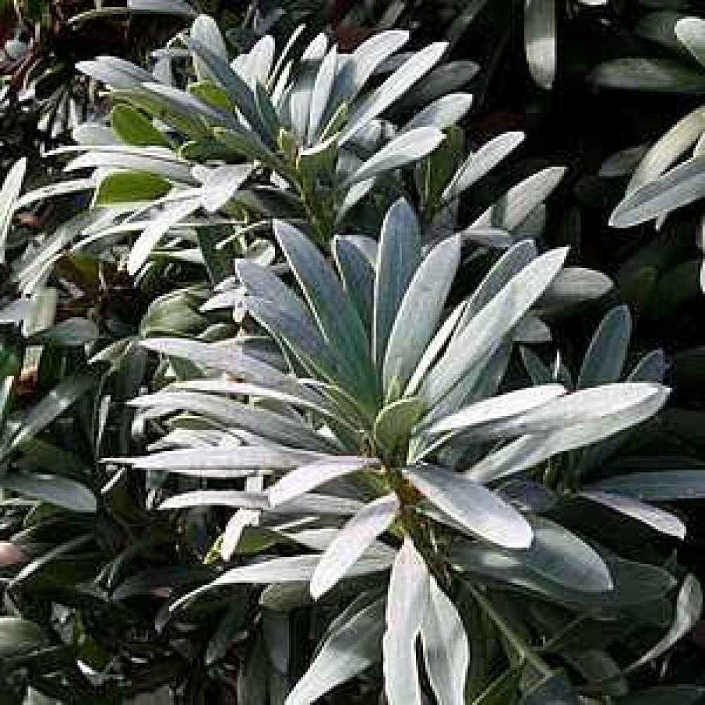 Podocarpus (Podocarpus latifolius) - Umwīrēnzi