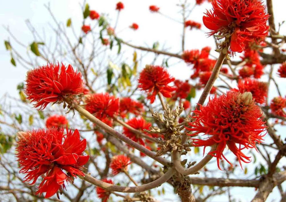 Erythrina (Erythrina abyssinica) - Umuko