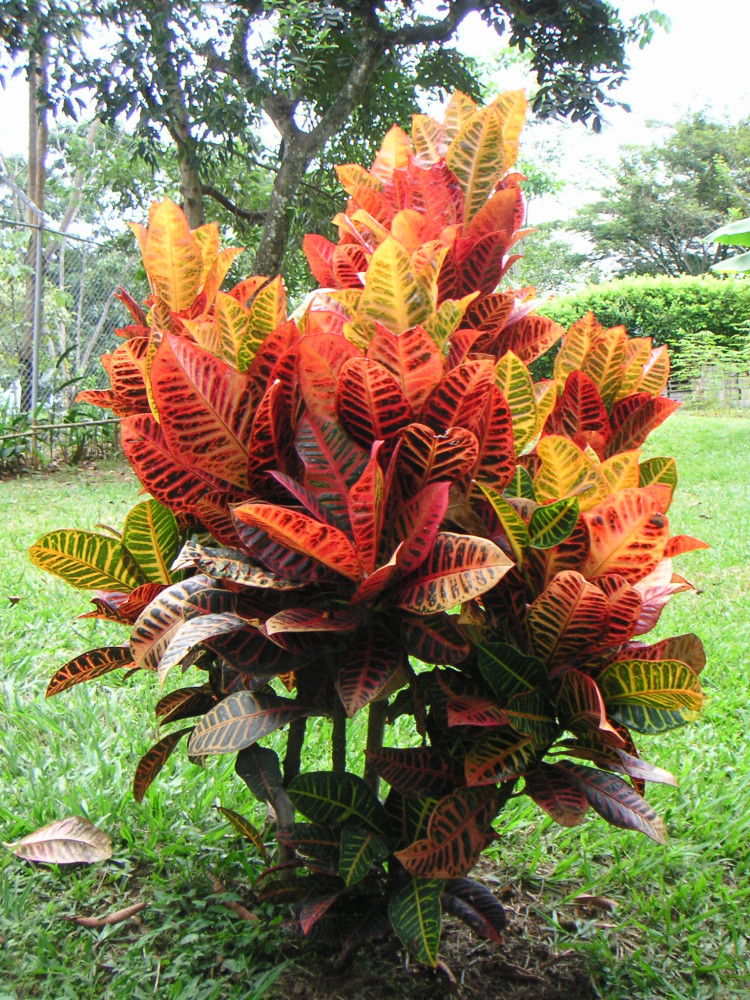 Croton (Codiaeum variegatum)