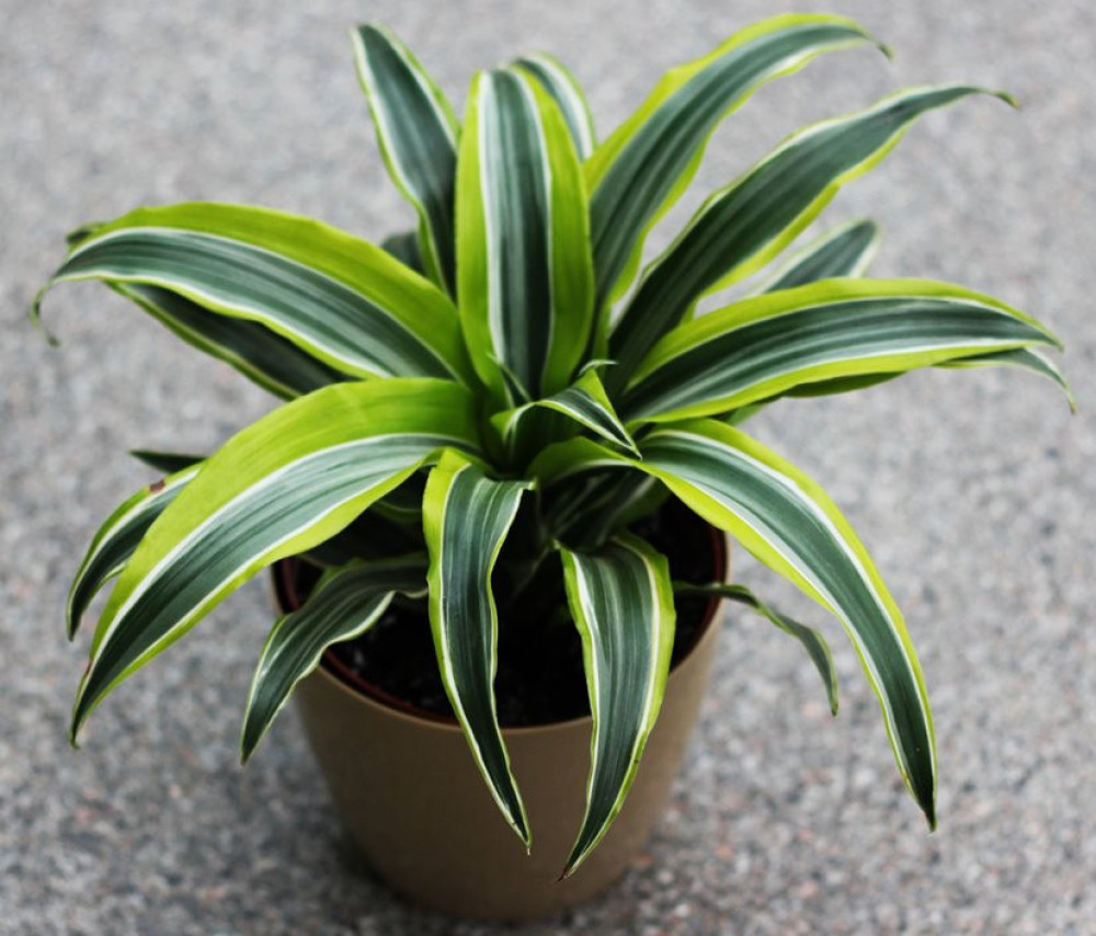 Dracaena (Dracaena spp.) - Dragon Tree
