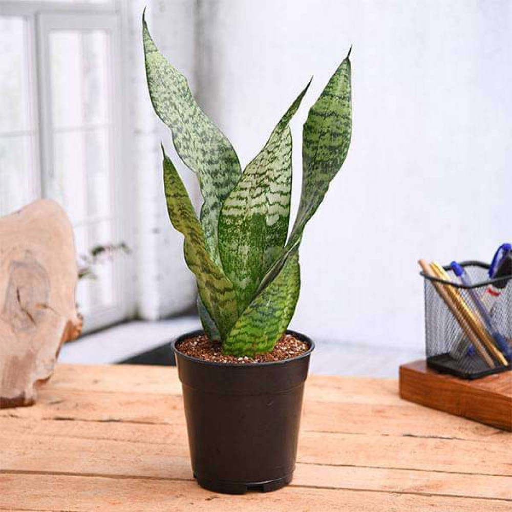 Sansevieria (Sansevieria trifasciata) - Snake Plant