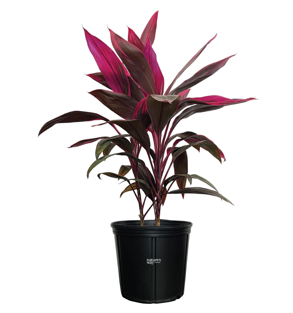 Cordyline (Cordyline fruticosa)