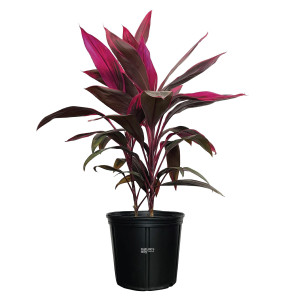Cordyline (Cordyline fruticosa)