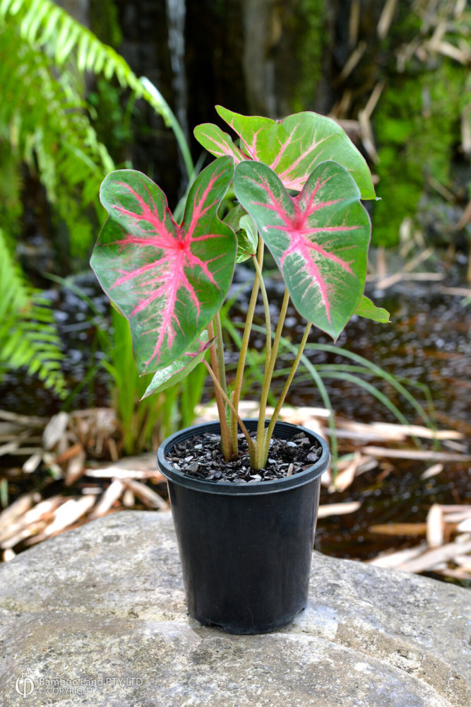 Caladium (Caladium bicolor)