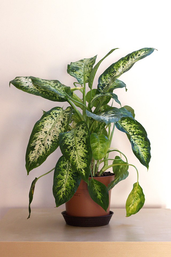 Dieffenbachia (Dieffenbachia spp.) - Dumb Cane