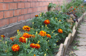 Marigold (Tagetes spp.)