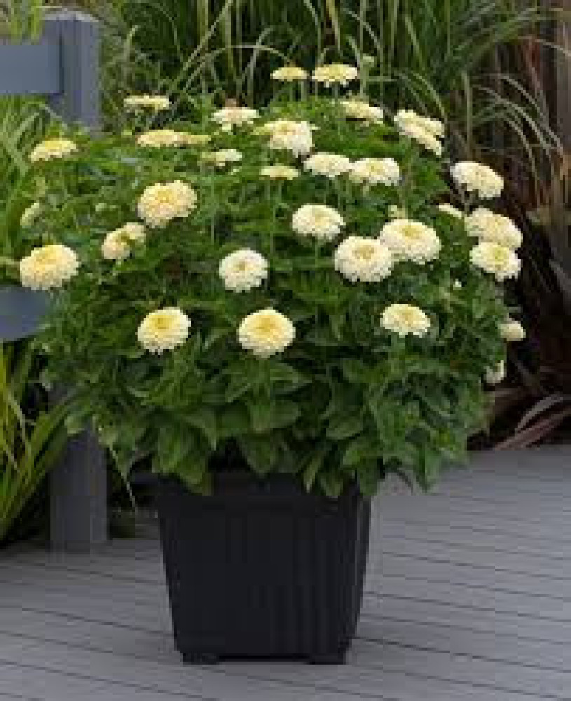 Zinnia (Zinnia elegans)