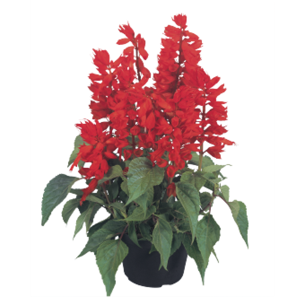 Salvia (Salvia splendens)