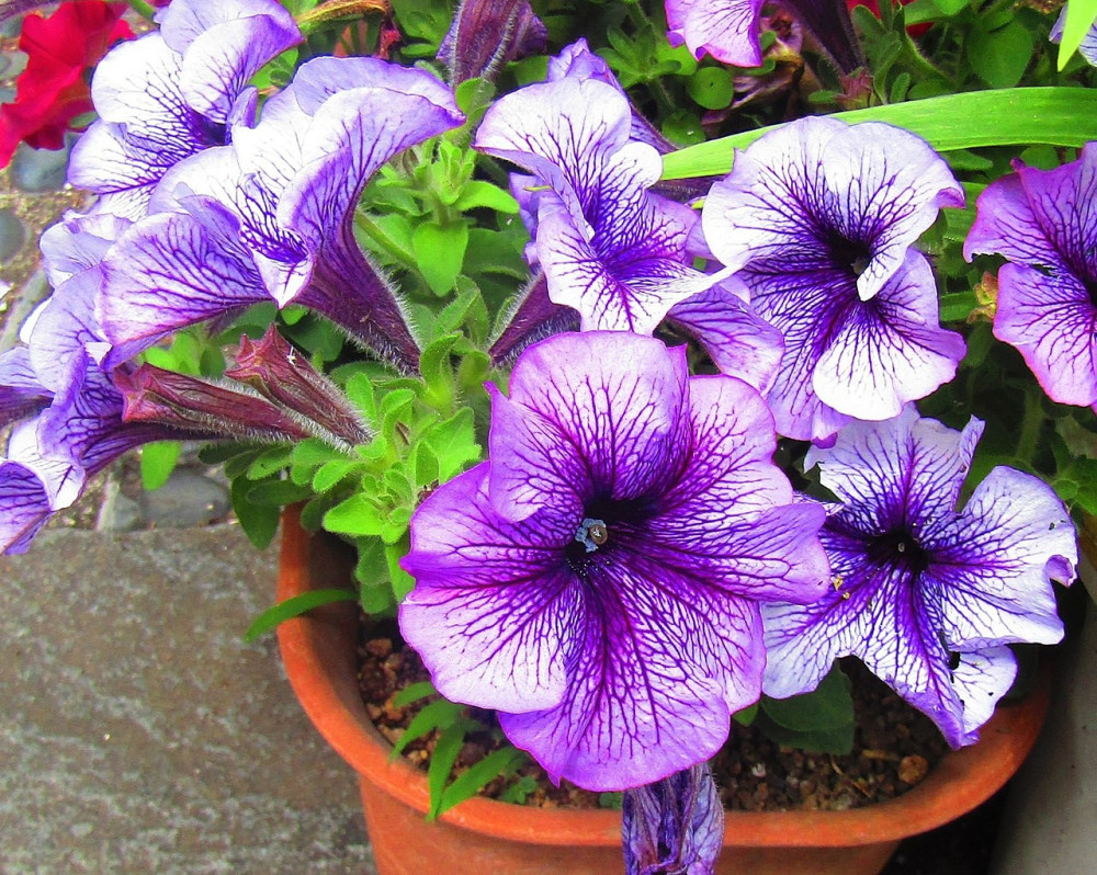 Petunia (Petunia × atkinsiana)