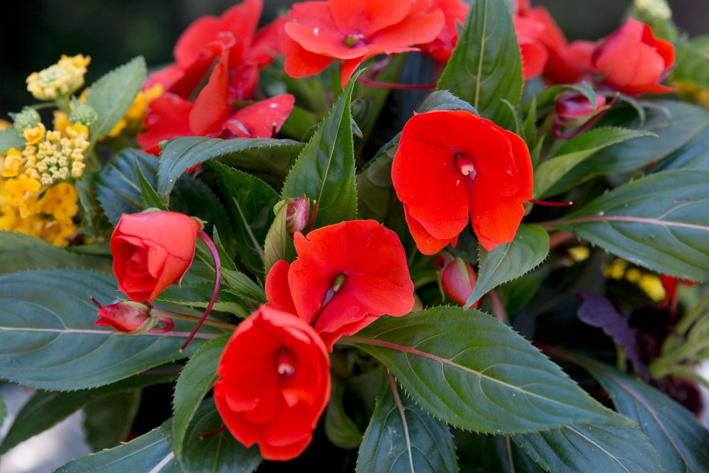 Impatiens (Impatiens walleriana) - Busy Lizzie