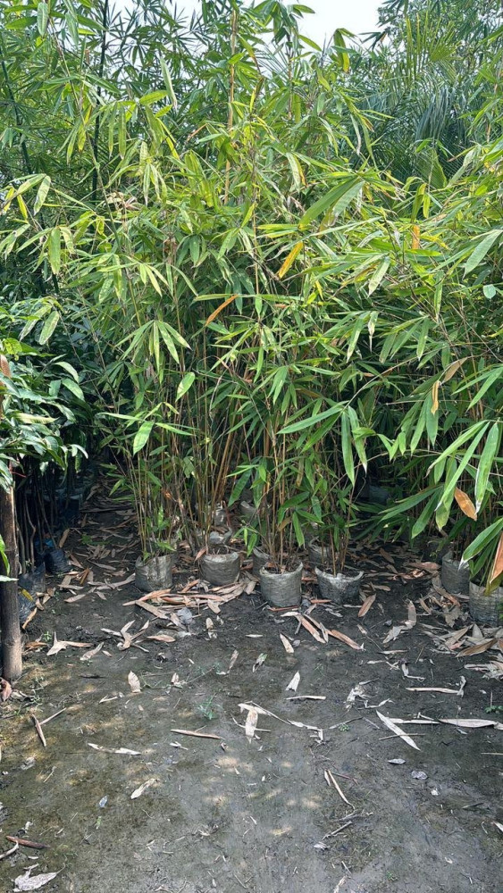 Bamboo (Bambusa spp.) - Umugano